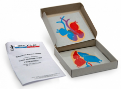 Модель-аппликация "Этапы эволюции сердца у позвоночных" (набор из 4 карт) - fgospostavki.ru - Югорск