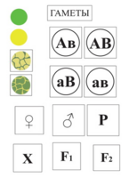 Модель-аппликация Дигибридное скрещивание и его цитологические основы - fgospostavki.ru - Югорск