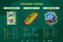 Электрифицированный стенд "Строение клетки" с маркерными полями - fgospostavki.ru - Югорск