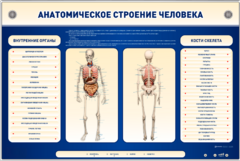 Электрифицированный стенд-тренажер c макетом скелета "Анатомическое строение человека" - fgospostavki.ru - Югорск