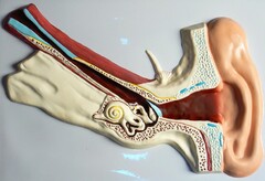 Модель барельефная "Ухо человека" (часть 1) - fgospostavki.ru - Югорск