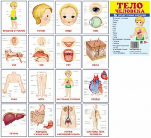 Раздаточные карточки "Тело человека" - fgospostavki.ru - Югорск