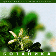 Ботаника. (Цифровая база изображений) - fgospostavki.ru - Югорск