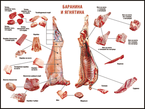 Таблица "Правила разделки мясных туш. Баранина и ягнятина" (100х140 сантиметров, винил) - fgospostavki.ru - Югорск