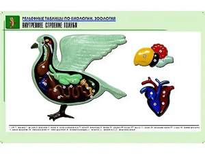 Рельефная таблица "Внутреннее строение голубя" (формат А1, матовое ламинирование) - fgospostavki.ru - Югорск