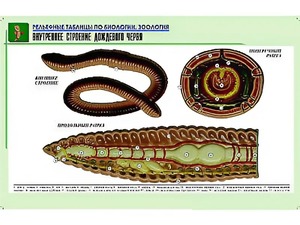 Рельефная таблица "Внутреннее строение дождевого червя" (формат А1, матовое ламинирование) - fgospostavki.ru - Югорск