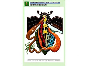 Рельефная таблица "Внутреннее строение жука" (формат А1, матовое ламинирование) - fgospostavki.ru - Югорск