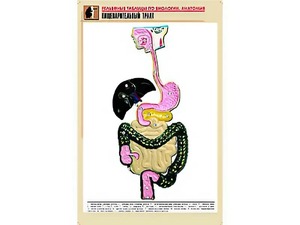 Рельефная таблица "Пищеварительный тракт" (формат А1, матовое ламинирование) - fgospostavki.ru - Югорск