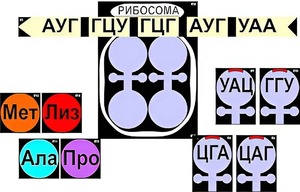 Модель-аппликация "Биосинтез белка" (ламинированная) - fgospostavki.ru - Югорск