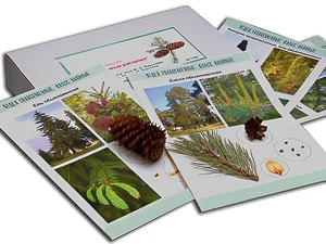 Коллекция "Голосеменные растения" - fgospostavki.ru - Югорск