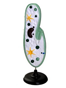 Модель инфузории-туфельки - fgospostavki.ru - Югорск