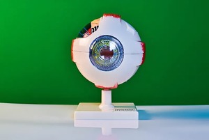 Модель глаза - fgospostavki.ru - Югорск