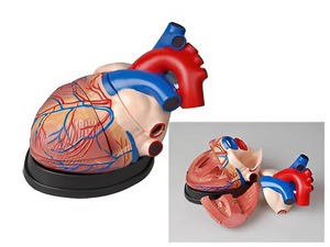 Модель сердца в разрезе (демонстрационная) - fgospostavki.ru - Югорск