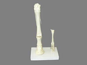 Модель "Скелет конечностей лошади и овцы" (на подставке) - fgospostavki.ru - Югорск