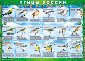 Комплект таблиц "Птицы России (4 листа)" (100х140 сантиметров, винил) - fgospostavki.ru - Югорск