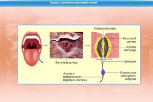 Интерактивные курсы. Биология 10 класс. Базовый. - fgospostavki.ru - Югорск
