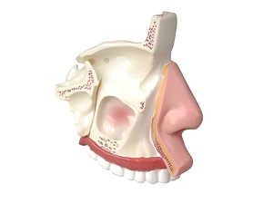 Модель носа в разрезе - fgospostavki.ru - Югорск