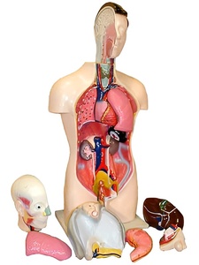 Торс человека разборный (42 см.) - fgospostavki.ru - Югорск