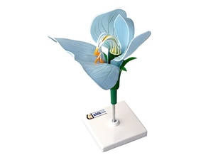 Модель цветка гороха - fgospostavki.ru - Югорск