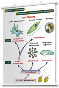 Плакаты по биологии для оформления кабинета. - fgospostavki.ru - Югорск