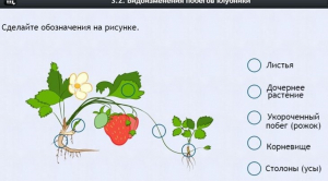 Интерактивные курсы. Биология 7 класс. Расширенный. - fgospostavki.ru - Югорск