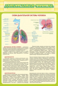 Стенд "Дыхательная система" - fgospostavki.ru - Югорск