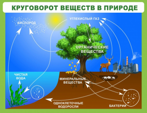 Стенд "Круговорот веществ" - fgospostavki.ru - Югорск