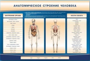Электрифицированный стенд-тренажер c макетом скелета "Анатомическое строение человека" - fgospostavki.ru - Югорск