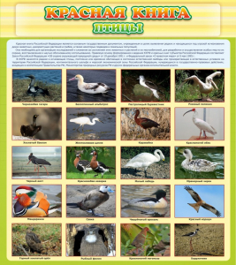 Стенд "Красная книга - птицы" - fgospostavki.ru - Югорск