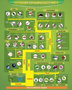Стенд "Многообразие органического мира" - fgospostavki.ru - Югорск