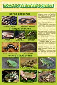 Стенд "Класс земноводные" - fgospostavki.ru - Югорск