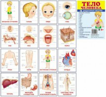Раздаточные карточки "Тело человека" - fgospostavki.ru - Югорск