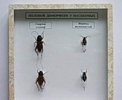 Коллекция энтомологическая "Половой диморфизм" - fgospostavki.ru - Югорск