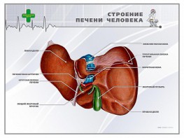 Стенд "Строение печени человека" - fgospostavki.ru - Югорск