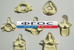 Модель "Позвонки" (из 7 штук) - fgospostavki.ru - Югорск