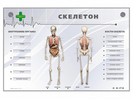 Электрифицированный стенд-тренажер "Скелетон" - fgospostavki.ru - Югорск