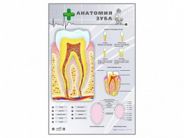Электрифицированный стенд "Анатомия зуба" - fgospostavki.ru - Югорск