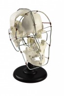 Кости черепа человека смонтированные - fgospostavki.ru - Югорск