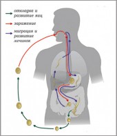 Модель-аппликация Цикл развития аскариды - fgospostavki.ru - Югорск
