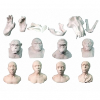 Набор моделей палеонтологических находок "Происхождение человека"	 - fgospostavki.ru - Югорск