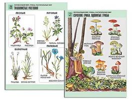 Комплект таблиц "Окружающий мир. Грибы. Растительный мир" (12 таблиц, А1, ламинированные) - fgospostavki.ru - Югорск