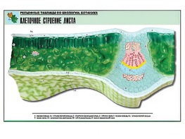 Рельефная таблица "Клеточное строение листа" (формат А1, матовое ламинирование) - fgospostavki.ru - Югорск