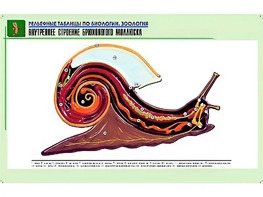 Рельефная таблица "Внутреннее строение брюхоногого моллюска" (формат А1, матовое ламинирование) - fgospostavki.ru - Югорск