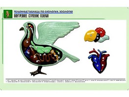 Рельефная таблица "Внутреннее строение голубя" (формат А1, матовое ламинирование) - fgospostavki.ru - Югорск