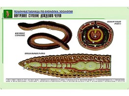 Рельефная таблица "Внутреннее строение дождевого червя" (формат А1, матовое ламинирование) - fgospostavki.ru - Югорск