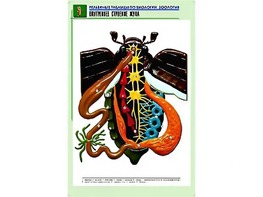 Рельефная таблица "Внутреннее строение жука" (формат А1, матовое ламинирование) - fgospostavki.ru - Югорск