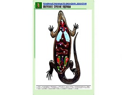 Рельефная таблица "Внутреннее строение ящерицы" (формат А1, матовое ламинирование) - fgospostavki.ru - Югорск