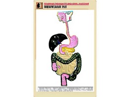 Рельефная таблица "Пищеварительный тракт" (формат А1, матовое ламинирование) - fgospostavki.ru - Югорск