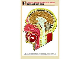 Рельефная таблица "Сагиттальный разрез головы" (формат А1, матовое ламинирование) - fgospostavki.ru - Югорск