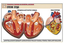 Рельефная таблица "Строение сердца" (формат А1, матовое ламинирование) - fgospostavki.ru - Югорск